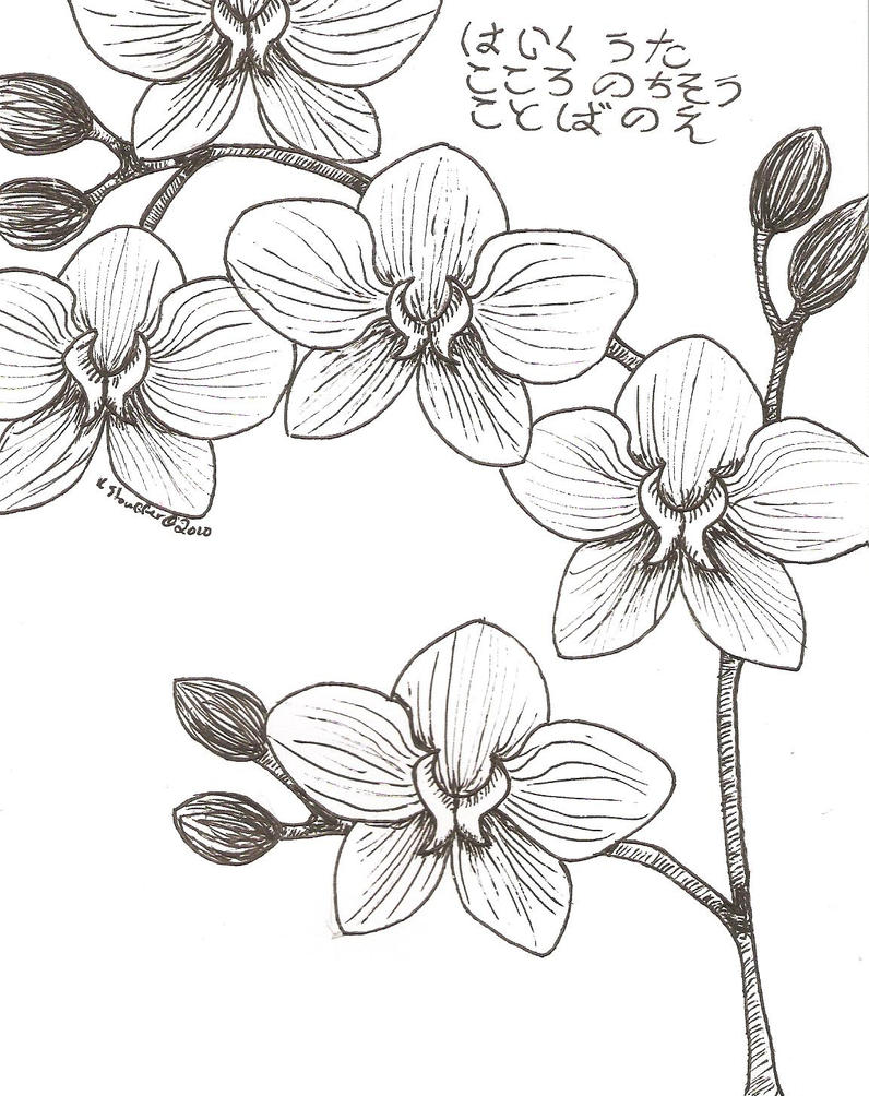 Orchid Drawing Easy