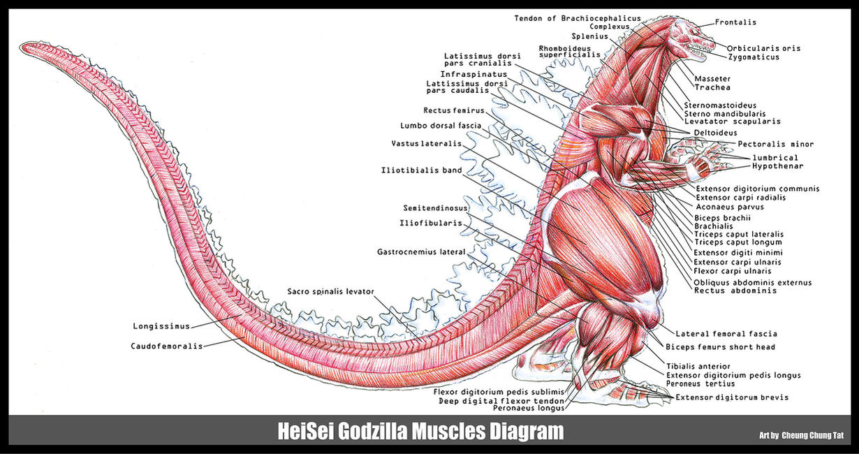heisei_90s_godzilla_muscles_diagram_by_cheungchungtat-d7axut4.jpg