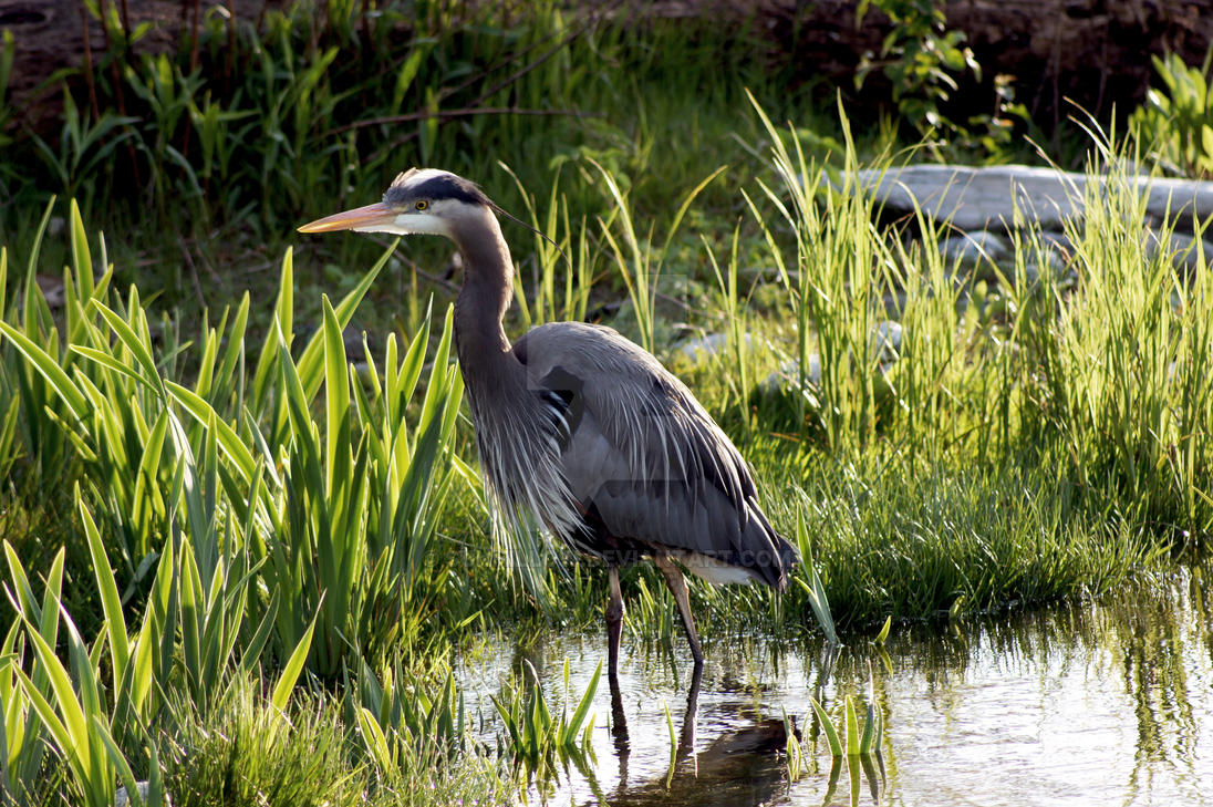 great_blue_heron_by_sunhillow-d3gm26f.jp